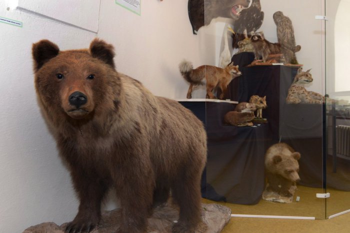 Ilustračný obrázok k článku V Bystrici sa ocitnete v koži vzácneho živočícha: Spoznávať ho môžete aj prostredníctvom čuchu