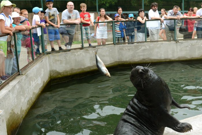 Ilustračný obrázok k článku Košická zoo sa teší záujmu: Tento rok ju navštívilo už 150 000 ľudí