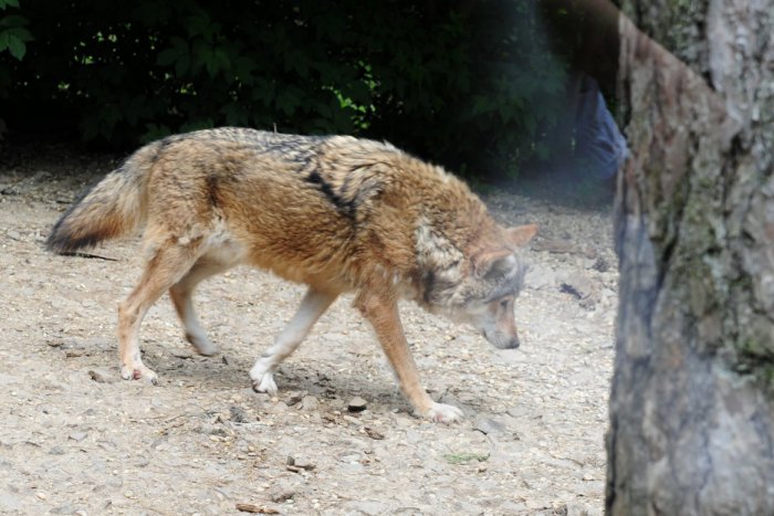 Ilustračný obrázok k článku Policajti rozbehli netradičné pátrania: Hľadajú pytliaka čo zabil chránené mláďa, ďalší zas odrezal vlkovi hlavu!