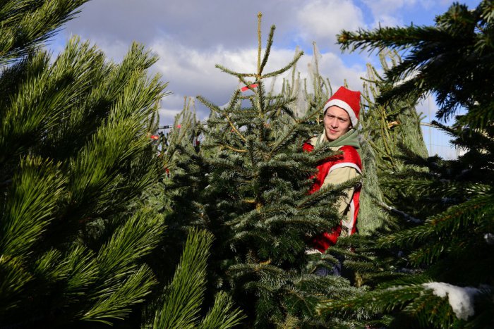 Ilustračný obrázok k článku Nastal čas lúčenia s vianočnými stromčekmi: Aha, ako ešte poslúžia Žiarčanom