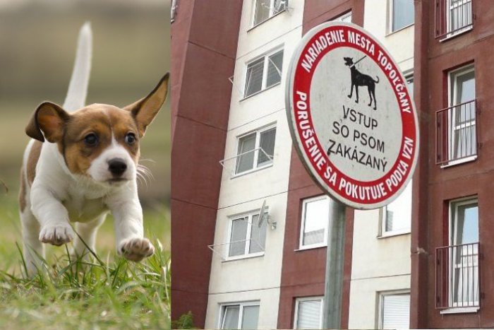 Ilustračný obrázok k článku Psičkári, túto info neprehliadnite: V roku 2016 sa v Topoľčanoch zvýšia dane za psa