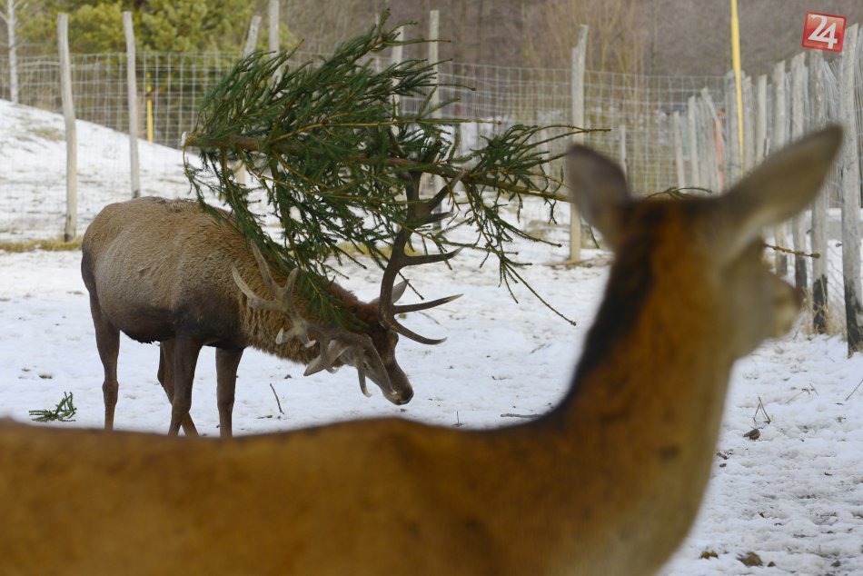 Ilustračný obrázok k článku Nepredané vianočné stromčeky skončili v košickej zoo: Pozrite FOTO, ako zvieratkám chutilo :)