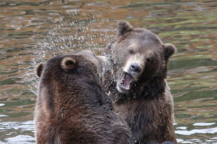 Ilustračný obrázok k článku Prekvapivé zistenie odborníkov TU Zvolen týkajúce sa pohybu medveďov: TOTO sa nesnívalo ani najlepším expertom!