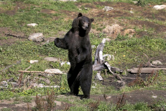 Ilustračný obrázok k článku Mimoriadna udalosť na trati neďaleko Žiaru: Pred vlakom sa zrazu zjavil medveď!