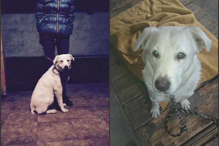 Ilustračný obrázok k článku Po uliciach sa túlal mesiace: Bady hľadá milujúci domov