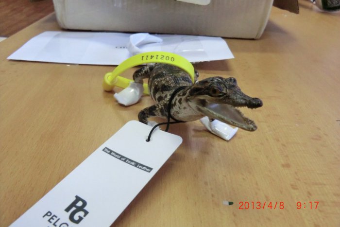 Ilustračný obrázok k článku Kuriózna zásielka na žilinskej pošte: Namiesto kabelky našli v balíku krokodíla