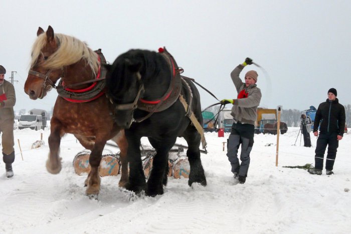 Ilustračný obrázok k článku Sprievod po meste, ale aj zápolenie v 3 disciplínach: Ako dopadla obľúbená súťaž furmanov?
