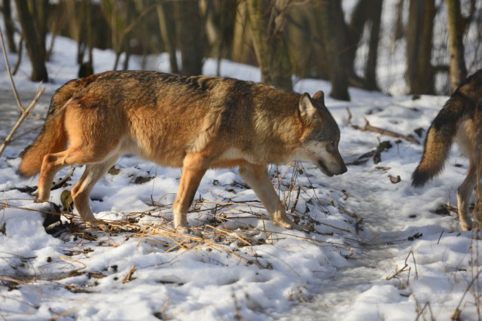 Ilustračný obrázok k článku Status na facebooku vyvolal búrlivé reakcie: V Brezne na sídlisku sú vraj vlci :)