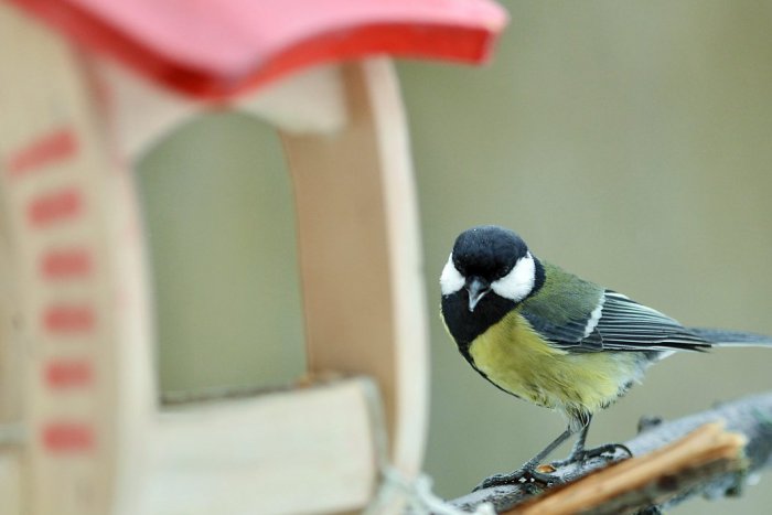 Ilustračný obrázok k článku Super novinka v Prievidzi: Vtáky v mestskom parku môžete sledovať i online