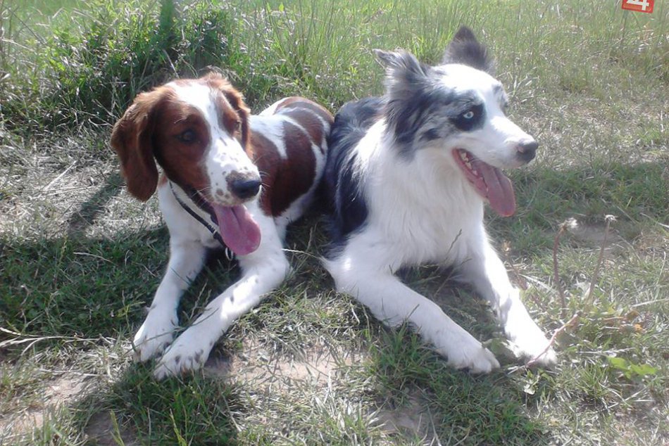 Ilustračný obrázok k článku Novozámockí psíčkari budú mať radosť: Na Juhu pribudne výbeh pre ich miláčikov