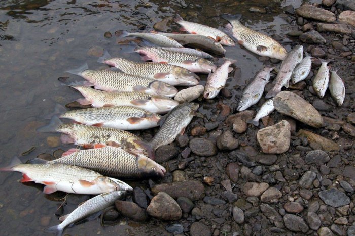 Ilustračný obrázok k článku V malackom kanáli Malina uhynuli ryby, prípad preveruje polícia