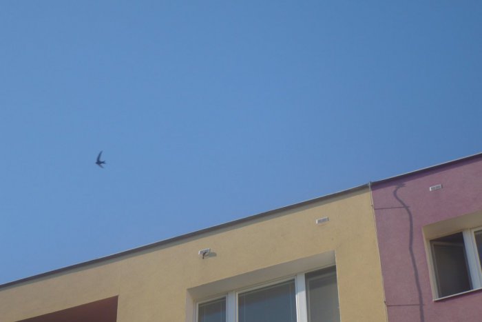 Ilustračný obrázok k článku Zatepľovanie má na svedomí úhyn vzácnych operencov: Pozrite, ako jednoducho to vyriešili v lučeneckej bytovke!