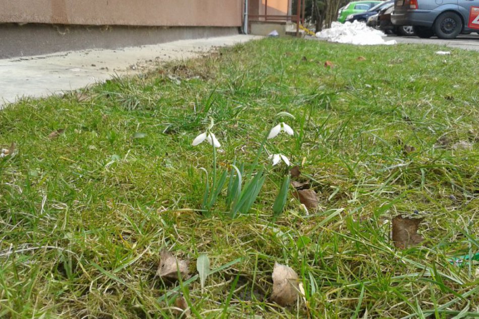 Ilustračný obrázok k článku Prvé znaky jari v Bystrici obrazom: V meste už rozkvitli snežienky!