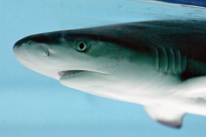 Ilustračný obrázok k článku Živé žraloky na námestí: V Spišskej môžete vidieť obávané morské dravce