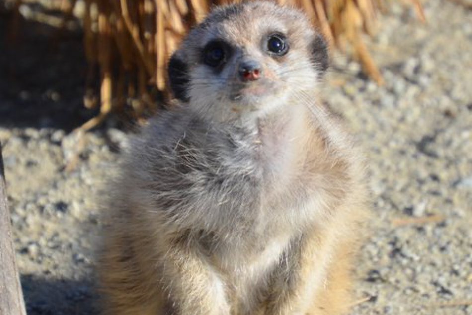 Ilustračný obrázok k článku Babyboom v košickej zoo: Pohľady týchto roztomilých prírastkov vás dozaista očaria :) FOTO