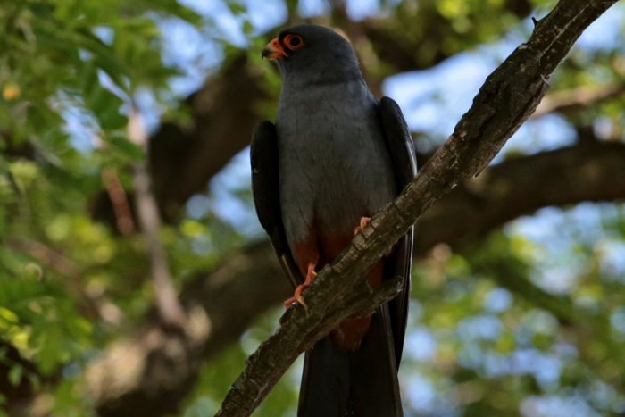 Ilustračný obrázok k článku Ochranári neďaleko Zámkov sa činili: Vysadili pre hniezdiace vtáky desiatky nových stromov