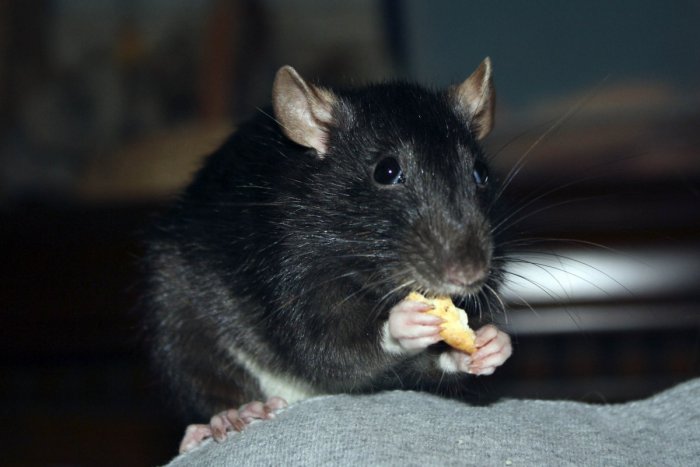 Ilustračný obrázok k článku Žiar proti potkanom celoplošne nebojuje už niekoľko rokov: Pozrite, čo na to hygienici