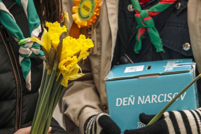 Ilustračný obrázok k článku Žiaci z revúckej ZŠ pomáhali pri Dni narcisov: Aha, akú sumu sa im podarilo vyzbierať