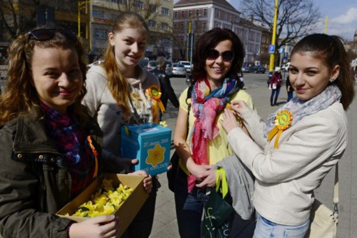 Ilustračný obrázok k článku Narcisy kvitli tento rok už v marci. Do zbierky sa zapojili aj dobrovoľníci z Rožňavy