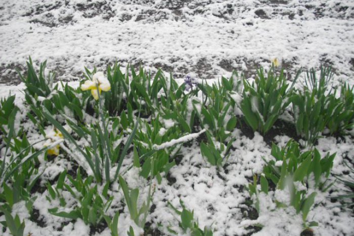 Ilustračný obrázok k článku Šok pre všetkých, čo sa už tešili z jarného počasia: Lučenec a okolie zasiahlo husté sneženie FOTO