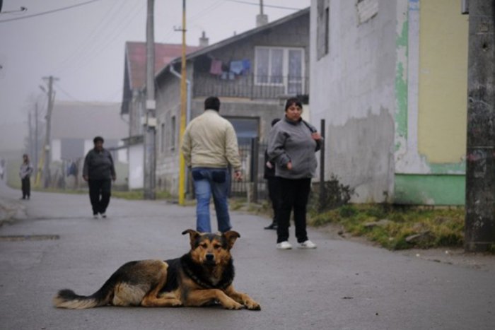 Ilustračný obrázok k článku V osadách kastrovali zvieratá: Dobrovoľníci chcú zamedziť množeniu túlavých psov