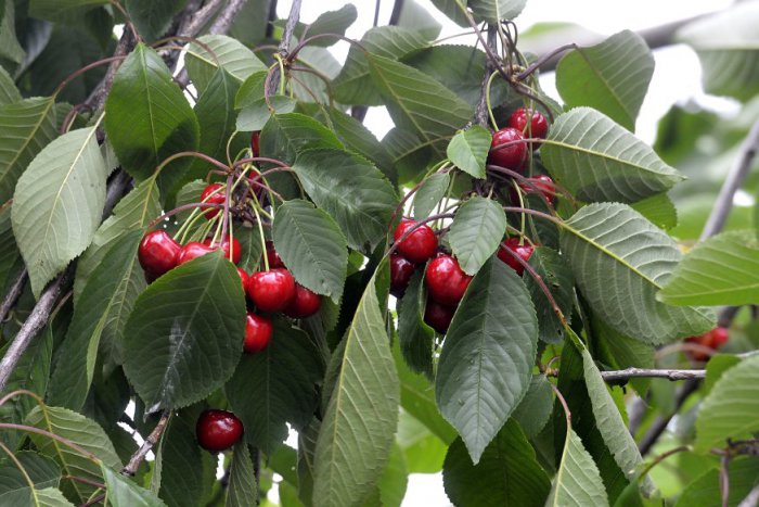 Ilustračný obrázok k článku Slivky, čerešne, broskyne... V Bystrici vysadia desiatky stromov, ovocie sa bude dať trhať zadarmo!