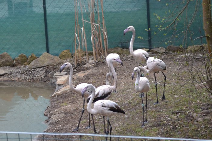 Ilustračný obrázok k článku Zoo v Spišskej sa teší z nových zvieratiek: Pozrite si v obrazoch, aké utešené prírastky pribudli