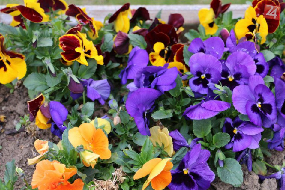 Ilustračný obrázok k článku Trhovisko rozkvitne všakovakými farbami: TOTO je program Májového kvetu