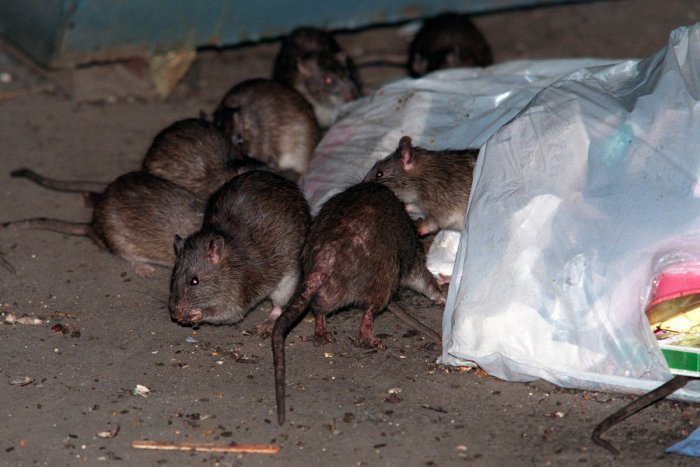 Ilustračný obrázok k článku Deratizátor o situácii v Žiline: Potkany sú premnožené a chodia aj cez deň!