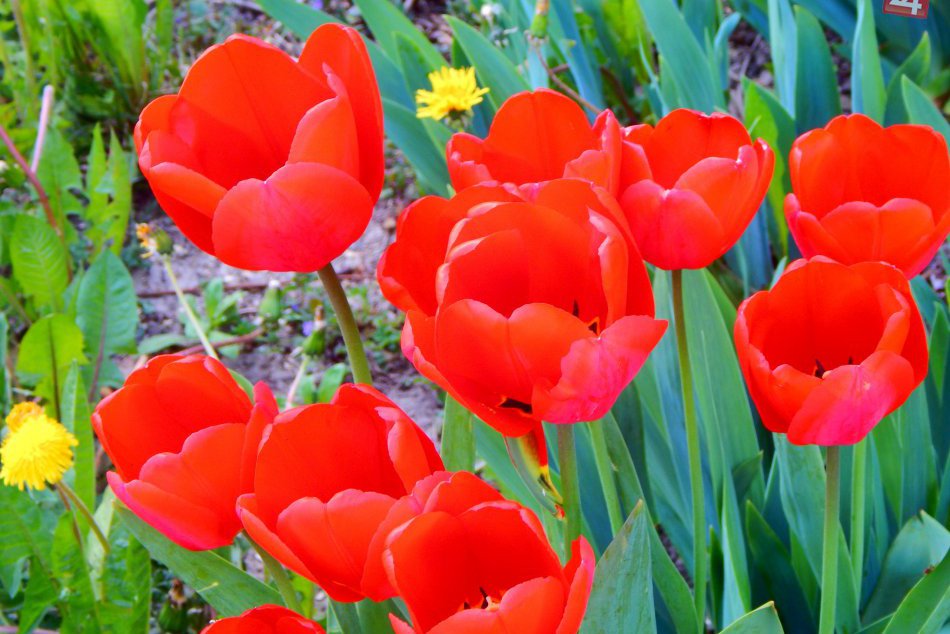Ilustračný obrázok k článku Centrum Hlohovca rozkvitne do všetkých farieb: Deň kvetov, poznáme program!