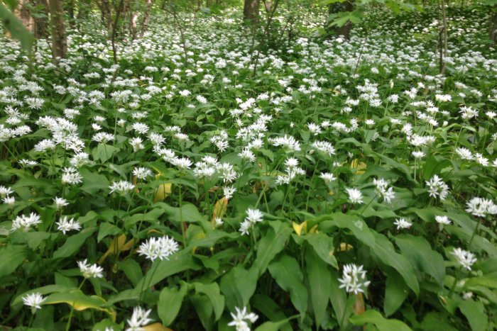 Ilustračný obrázok k článku Horský park zaplavili biele kvety medvedieho cesnaku + FOTOGALÉRIA