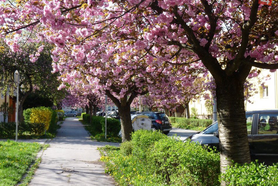 Ilustračný obrázok k článku Ulica, ktorej sa krásou vyrovná len máloktorá: Takúto nádheru môžete vidieť v Bystrici