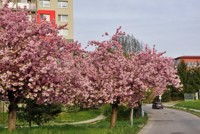 Ilustračný obrázok k článku V uliciach Trnavy pribudne tisíc nových stromov: Vysadia ich počas jesene