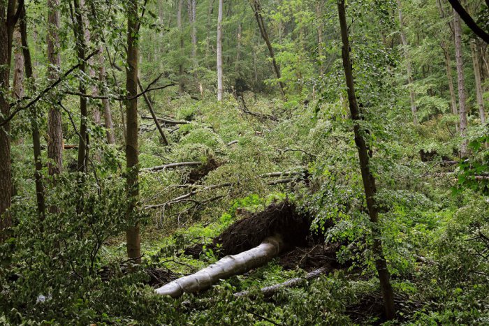 Ilustračný obrázok k článku V lese sa stala hrozná tragédia: Vojtecha (†39) privalil vyvrátený strom