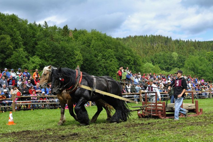 Ilustračný obrázok k článku Víkend bude patriť priateľom koní: Velušovce pozývajú na Furmanské preteky