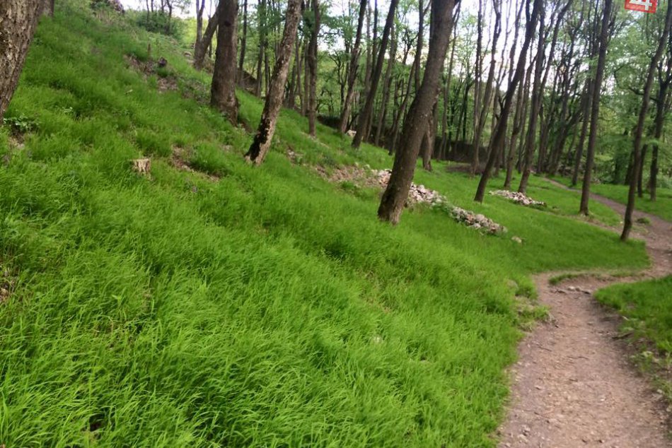 Ilustračný obrázok k článku Hodinová predpoveď špeciálne určená pre Šaľu: Aké počasie čakať v našom meste?