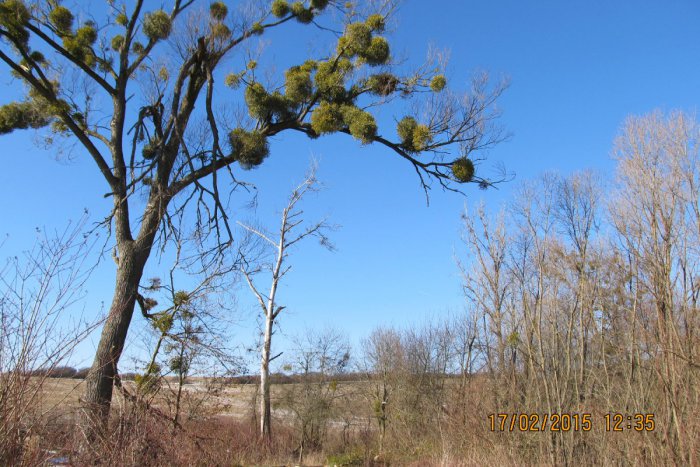 Ilustračný obrázok k článku Prechádzky nad Gaštanovou ulicou sú už bezpečnejšie. Čo sa tam zmenilo?