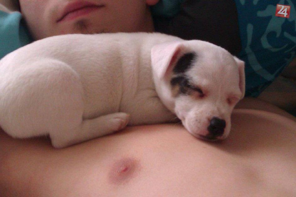 Ilustračný obrázok k článku Podarené ZÁBERY z novozámockej spálne: Zarka (3) zaspáva v skutočne zvláštnych polohách :)