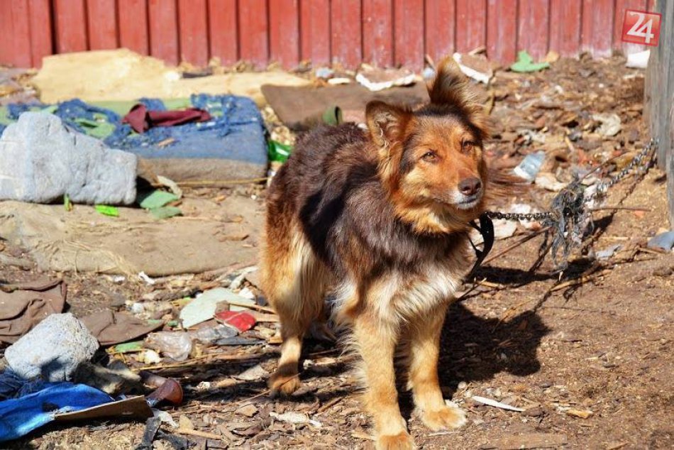 Ilustračný obrázok k článku Príšerné podmienky života zvierat v rómskej osade: Snímky, z ktorých vám pukne srdce