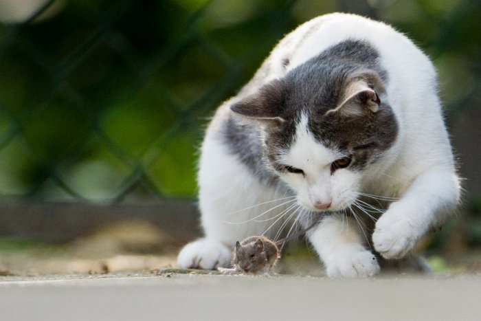 Ilustračný obrázok k článku Popradskí dobrovoľníci prišli s riešením: Takto si chcú poradiť s túlavými mačkami na sídliskách...