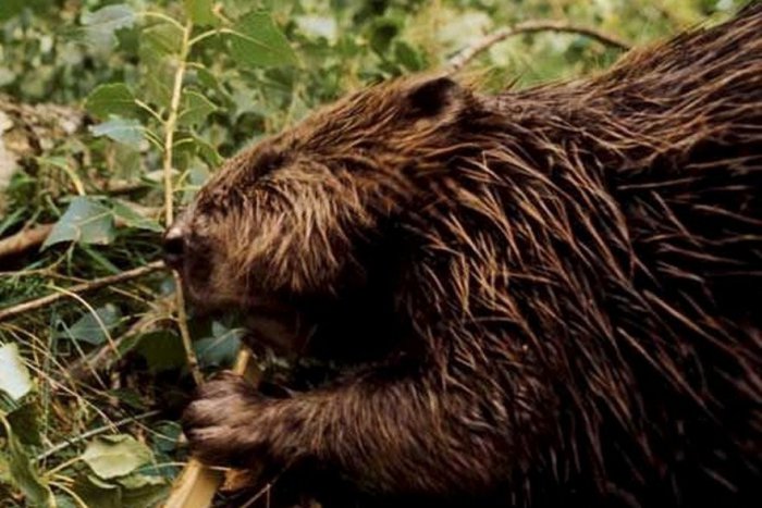 Ilustračný obrázok k článku Na Zemplíne pozorujeme čoraz viac bobrov: Tu je dôvod, prečo sa im v našich končinách tak darí!
