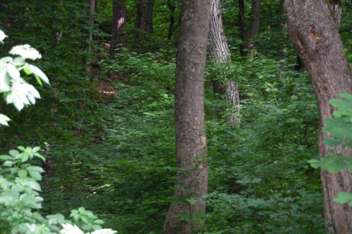 Ilustračný obrázok k článku Nebezpečný nález počas prechádzky: Muž natrafil v lese na míny
