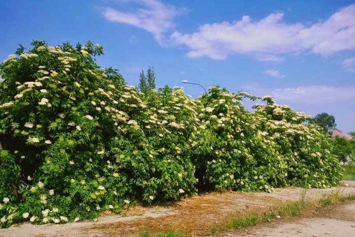 Ilustračný obrázok k článku Liečivé, voňavé a chutné: Originálne rožňavské recepty, poznáte lepšie?