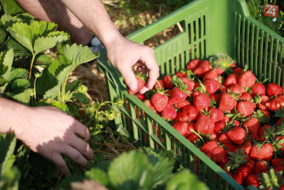 Ilustračný obrázok k článku Známe polia v okolí Hlohovca odštartujú samozber jahôd: Vieme, kedy to vypukne!