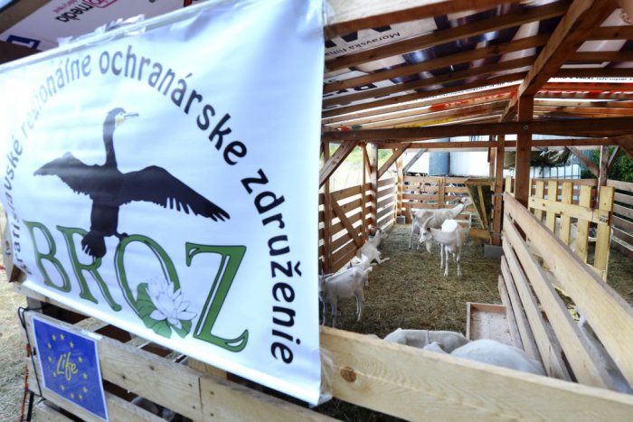 Ilustračný obrázok k článku Prírodnému bohatstvu Devínskej Kobyly v Bratislave hrozí podľa ochranárov zánik