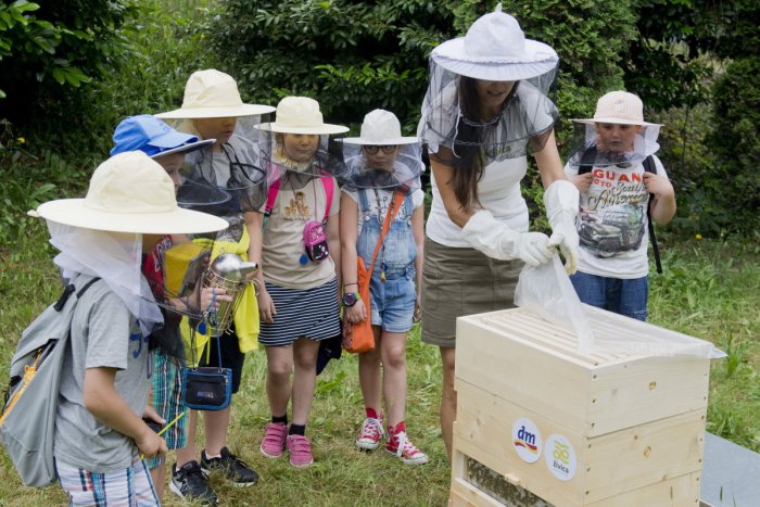 Ilustračný obrázok k článku V Bratislave otvorili prvý presklený včelí úľ