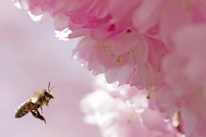 Ilustračný obrázok k článku Adoptovať sa dnes dá už aj včela. Vďaka takémuto osvojeniu si budete môcť čaj stále osladiť medom