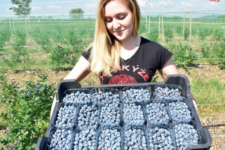 Ilustračný obrázok k článku Sladké plody prírody a navyše zadarmo: Miesta, kde si ich pri Rožňave nazbierate