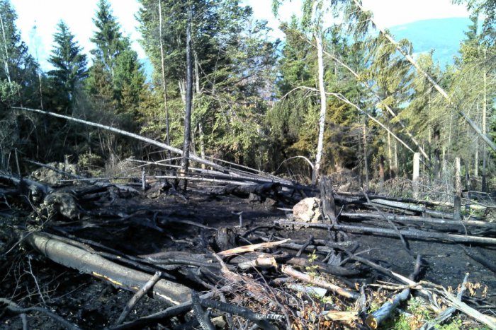 Ilustračný obrázok k článku Udrel blesk a potom nastala ohnivá dráma: Pozrite, čo sa dialo v lese! FOTO