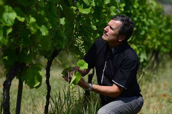 Ilustračný obrázok k článku Vinohradníci zo Zemplína prezradili, aká bude úroda: Budeme mať viac vína?